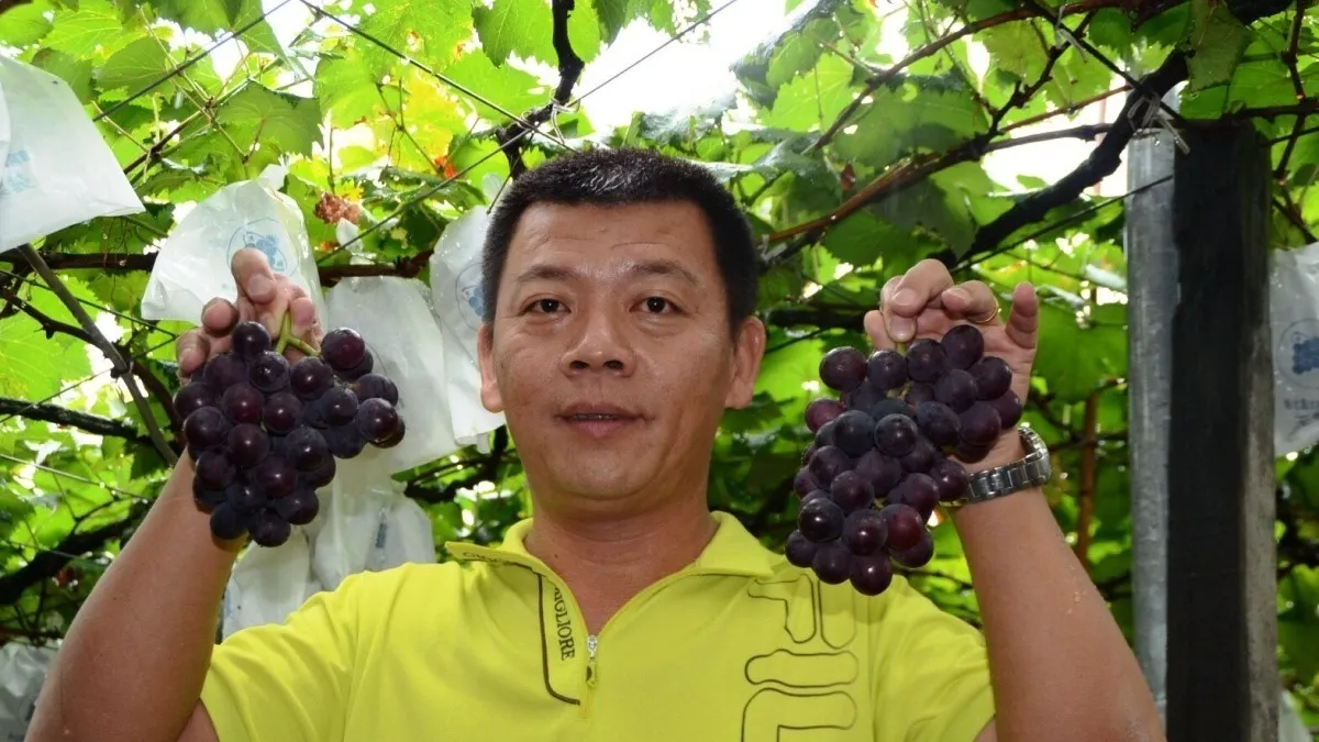 堅持自然栽種 大村果農賴昶睿種出超健康葡萄 堅持自然栽種 大村果農賴昶睿種出超健康葡萄