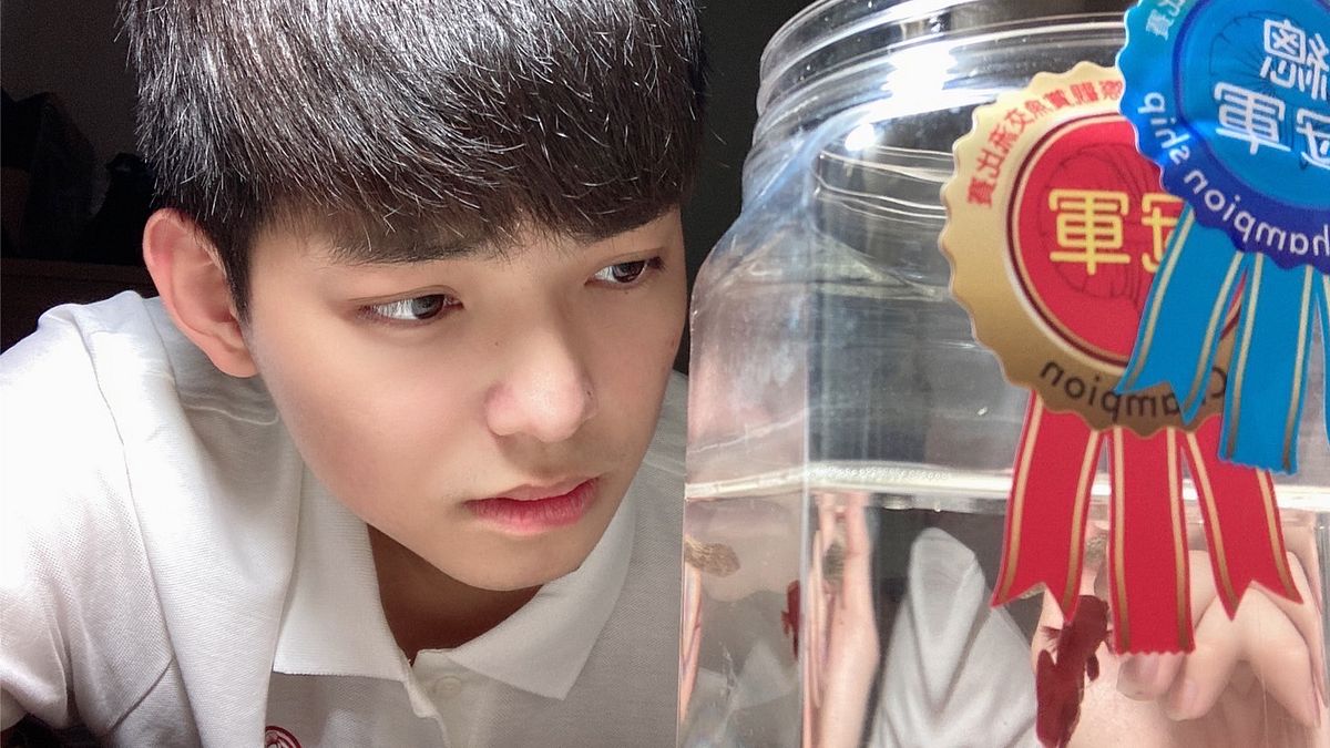 輔英科大生物科技系一年級生埕誼誠培育的鬥魚參加2022第四屆觀賞魚產業推廣國際交流比賽,贏得鬥魚將軍紅黑組全場總冠軍殊榮。(圖/輔英科大提供) 輔英科大生物科技系一年級生埕誼誠培育的鬥魚參加2022第四屆觀賞魚產業推廣國際交流比賽,贏得鬥魚將軍紅黑組全場總冠軍殊榮。(圖/輔英科大提供)