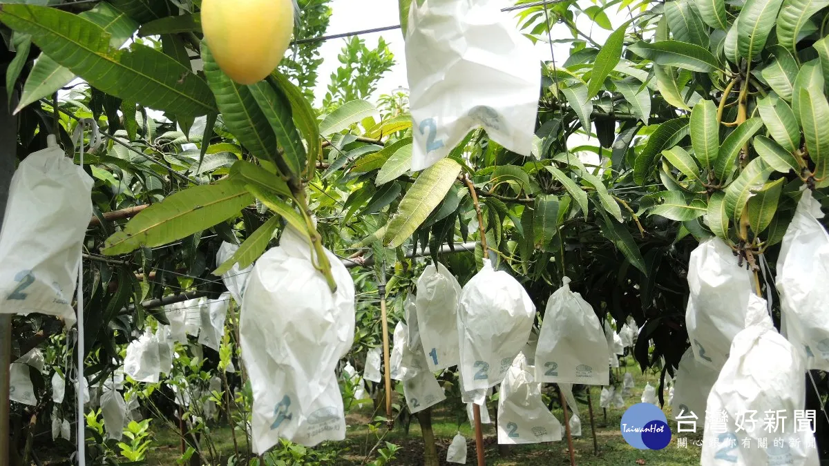 提升在地農產知名度 埔心金蜜芒果辦理評鑑