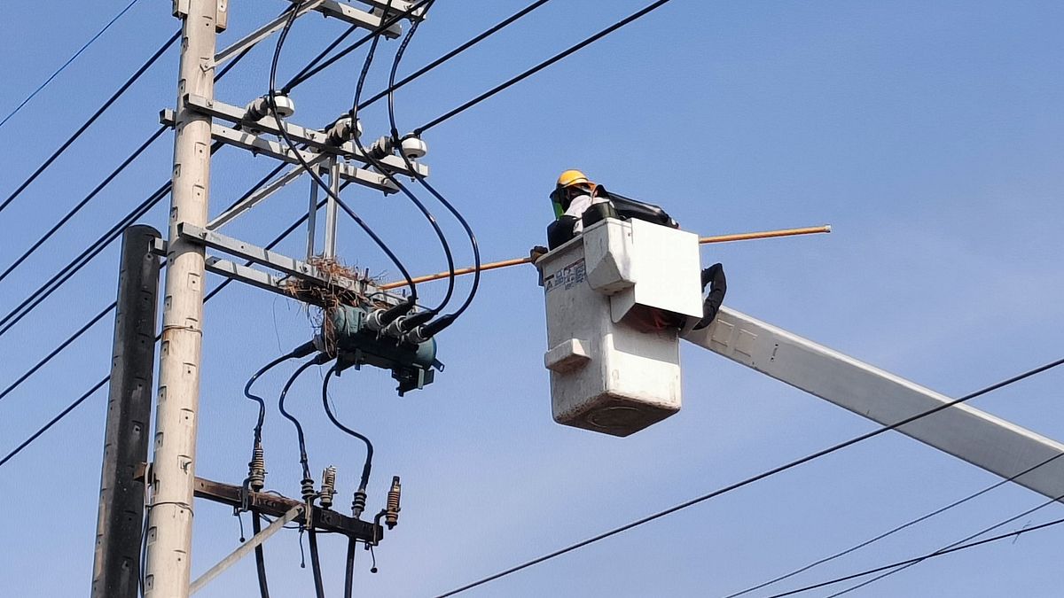 小動物不要來!台電啟動「驚蟄專案」防停電 近年靠兩招減少6成事故