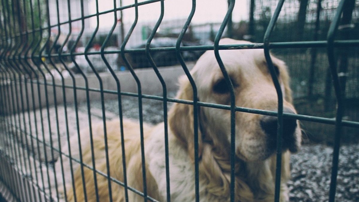 配合中央新政策 澎縣下月起執行流浪動物零撲殺 配合中央新政策 澎縣下月起執行流浪動物零撲殺