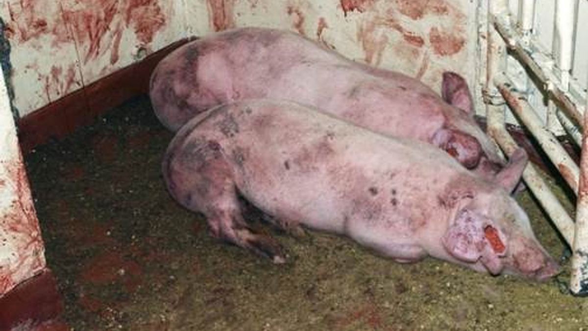 去年底曾發生死豬漂至金門一事,經檢驗後,非洲豬瘟的結果為陽性,目前農委會將徹查金門豬隻,以早一步掌控疫情。非洲豬瘟示意圖。(資料照,取自家畜衛生試驗所) 去年底曾發生死豬漂至金門一事,經檢驗後,非洲豬瘟的結果為陽性,目前農委會將徹查金門豬隻,以早一步掌控疫情。非洲豬瘟示意圖。(資料照,取自家畜衛生試驗所)