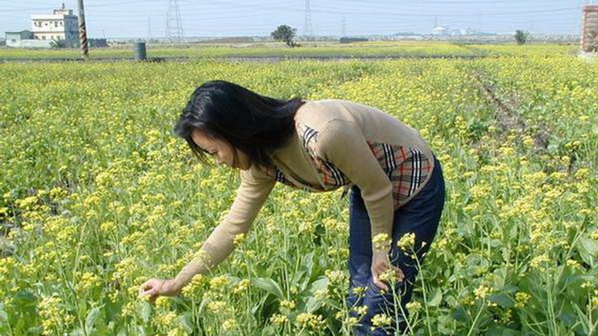 拔蘿蔔採油菜花 烏日農會辦田野活動 拔蘿蔔採油菜花 烏日農會辦田野活動