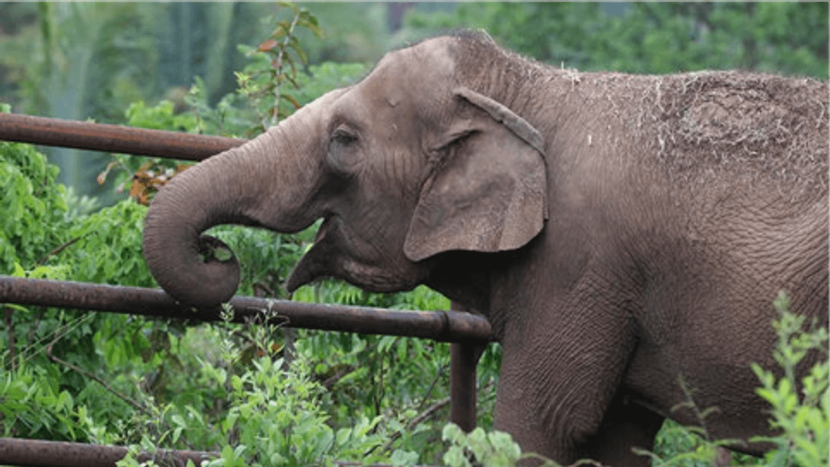 來自亞洲的大象吉達(Guida)正開心的進食,在巴西的「大象庇護所」是全南美洲第一座,於12日起開放給退休大象們好好生活。(AP) 來自亞洲的大象吉達(Guida)正開心的進食,在巴西的「大象庇護所」是全南美洲第一座,於12日起開放給退休大象們好好生活。(AP)