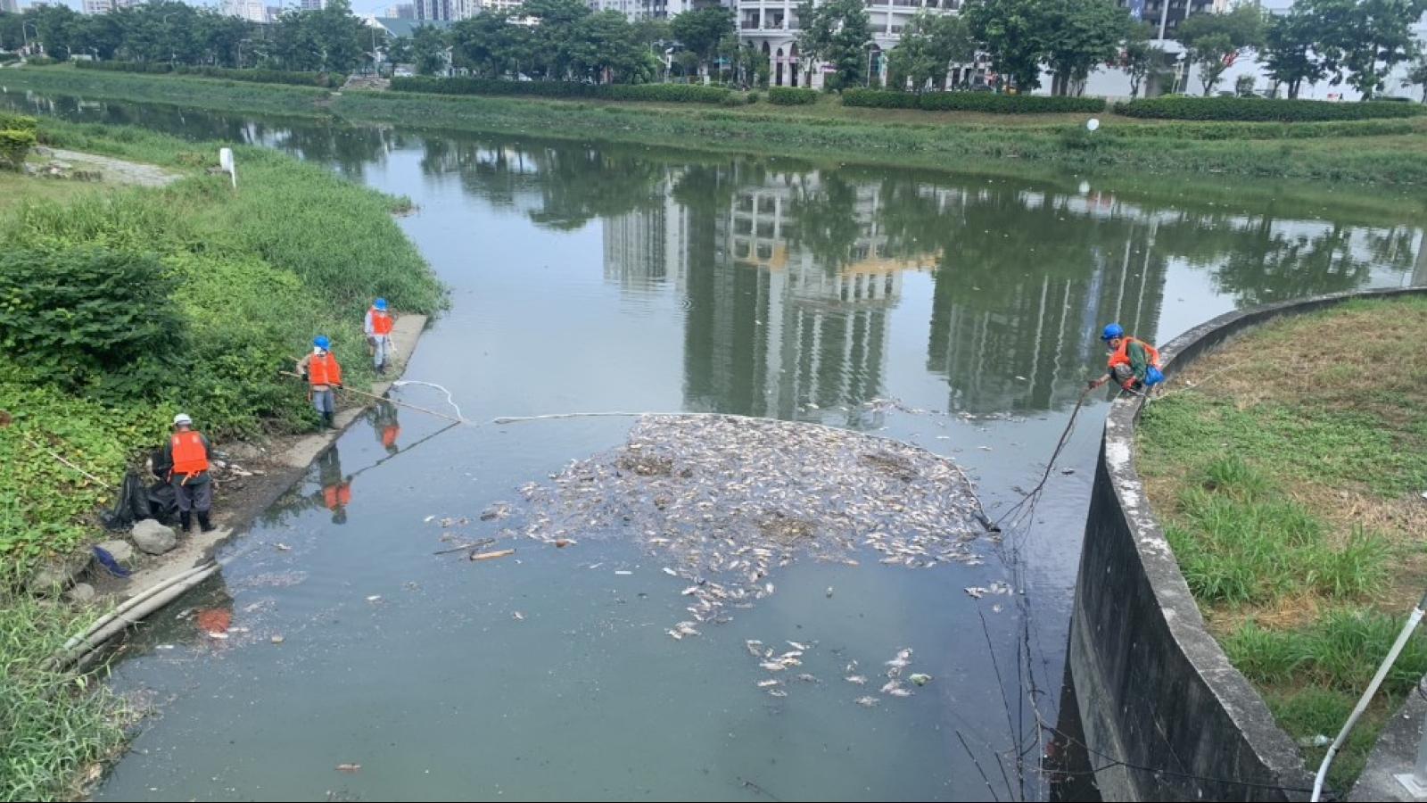 緊急打撈後勁溪、右昌排水死魚 水利局初判因水位降、溶氧低