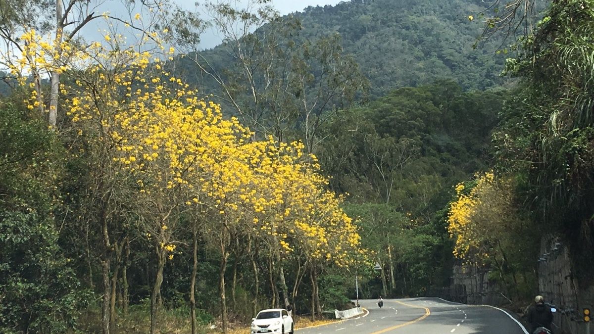 風鈴木花盛開 南投台21線成金黃大道 風鈴木花盛開 南投台21線成金黃大道