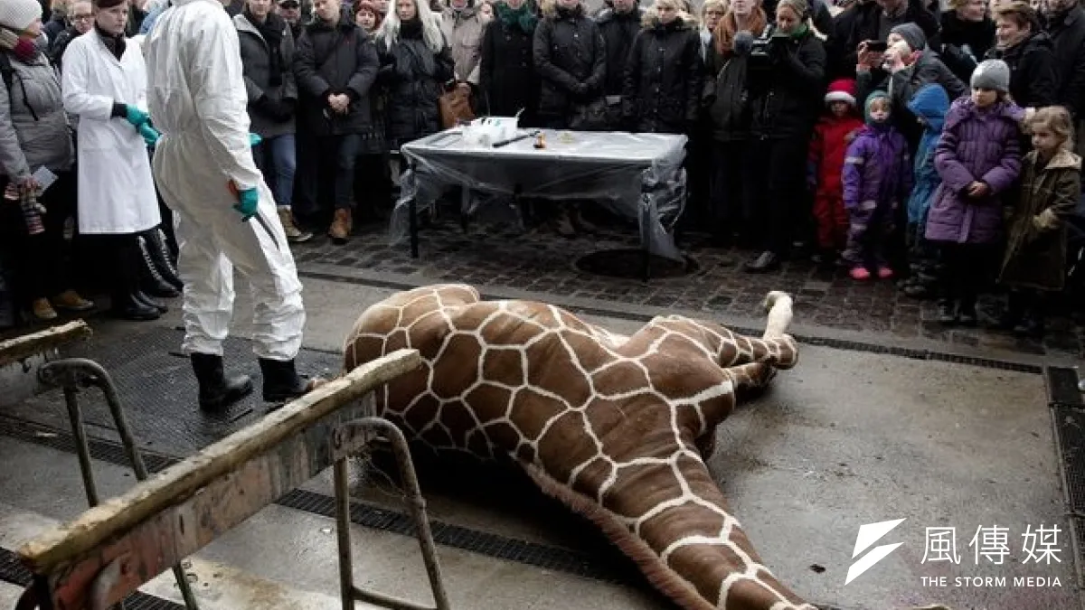 丹麥人覺得,看獸醫支解人道處決的動物沒甚麼。(美聯社)