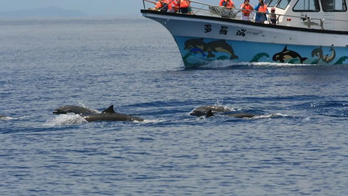悠緩游近舷邊的弗氏海豚。(作者提供)