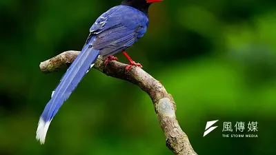 馬習會中台灣是以台灣藍鵲的手工瓷器為禮物。(呂紹煒攝)