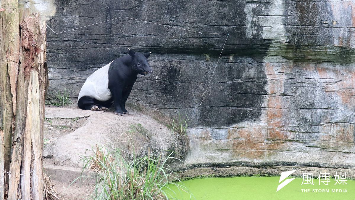 台北市立動物園的馬來貘。(蔡娪嫣攝) 台北市立動物園的馬來貘。(蔡娪嫣攝)