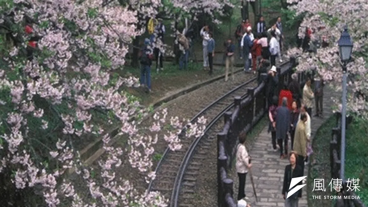 阿里山櫻花季即將展開,又恰逢228連假,公路總局已針對易壅塞路段規畫替代路線。(取自阿里山國家風景區網站)