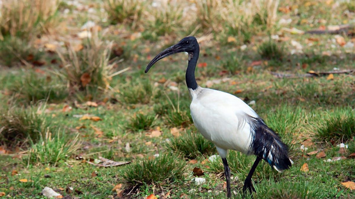 作為優勢種族,埃及聖䴉從當年逸出時的6隻「生生不息」的一直增加。(示意圖/Alexf、維基百科) 作為優勢種族,埃及聖䴉從當年逸出時的6隻「生生不息」的一直增加。(示意圖/Alexf、維基百科)