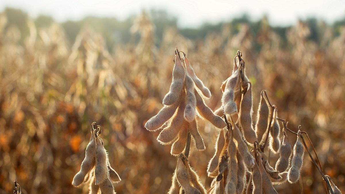 林基興觀點:躍上中美戰場的黃豆