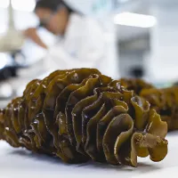 Seaweed extract shown to relieve prostate symptoms Seaweed extract shown to relieve prostate symptoms