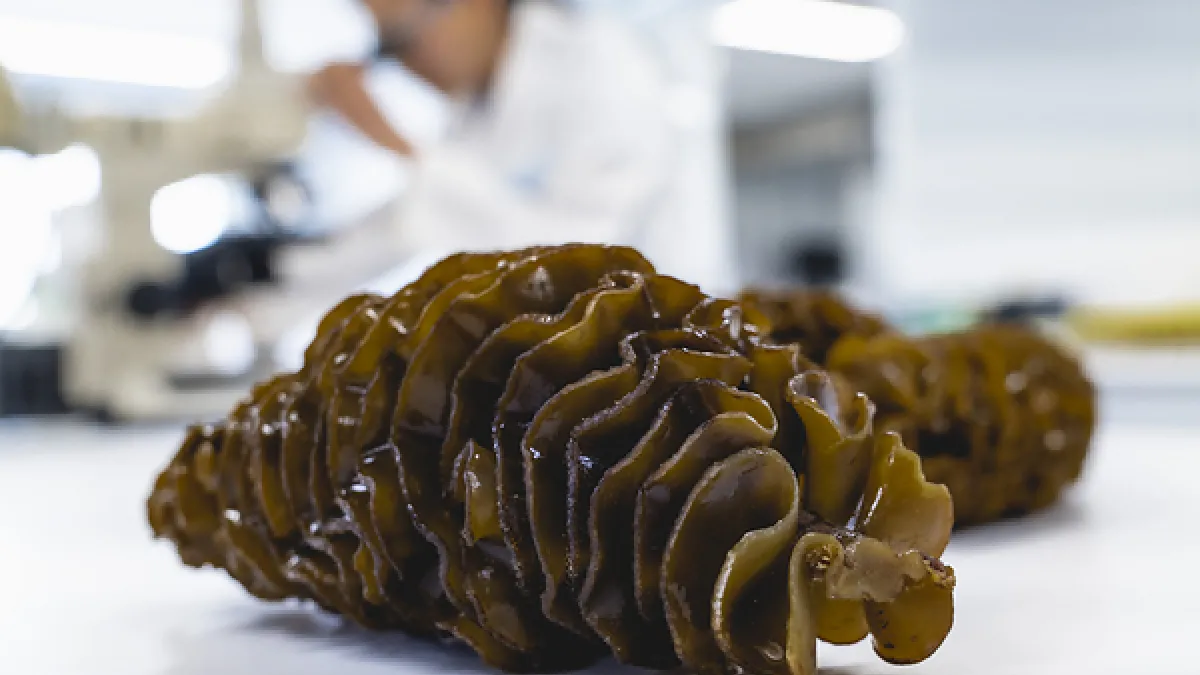 Seaweed extract shown to relieve prostate symptoms