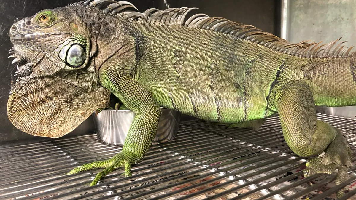 主要在中南部現蹤的綠鬣蜥氾濫問題嚴重,屏東縣政府在2020年就已移除超過8000隻的綠鬣蜥。(資料照,取自新北市政府)