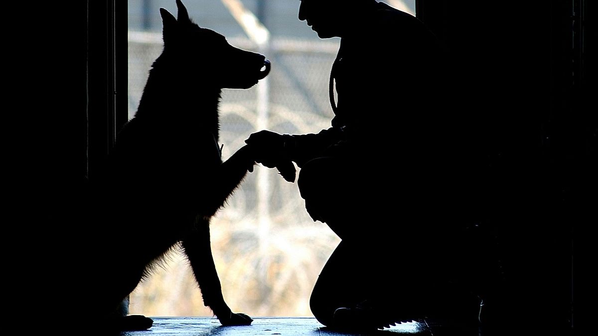 新冠肺炎疫情嚴峻,現更延燒到動物身上。世界動物衛生組織(OIE)也指出,某些動物確實可能因為與新冠肺炎確診者的密切接觸而被感染。(資料照,取自Pixabay) 新冠肺炎疫情嚴峻,現更延燒到動物身上。世界動物衛生組織(OIE)也指出,某些動物確實可能因為與新冠肺炎確診者的密切接觸而被感染。(資料照,取自Pixabay)