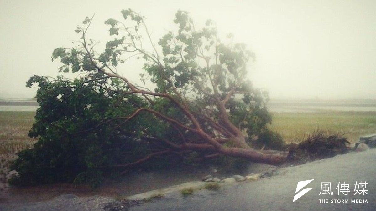 金城武樹(取自池上鄉新興村長許金興臉書) 金城武樹(取自池上鄉新興村長許金興臉書)