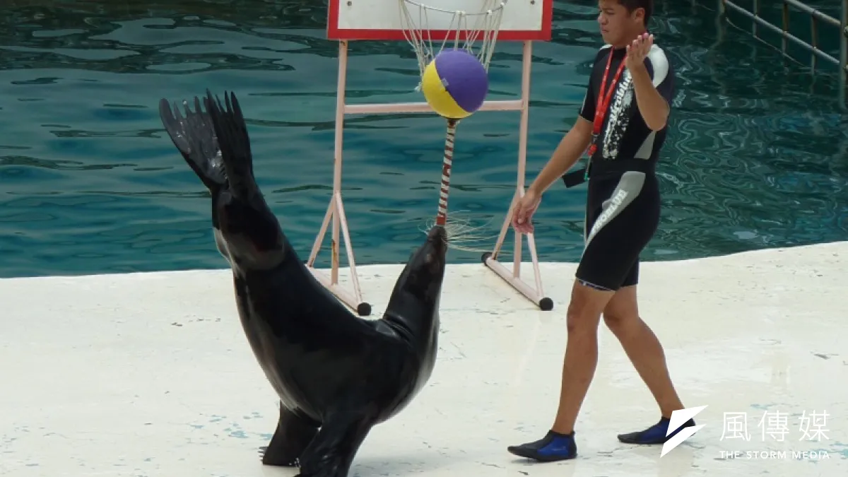 野柳海洋公園的海獅表演頂彩球等,強迫動作表現各種非自然行為。(圖片由台灣動物社會研究會提供)
