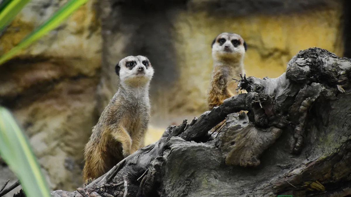 台北市立動物園新進嬌客狐獴於兒童動物區首次亮相(動物園)