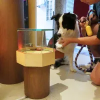 飼い主がボーダーコリーの前足を持ち、寵佑宮のポエ(筊杯)の上にかざす。木片がどの面を上にして落ちるかが、神様の答えとなる。(張瑜萍撮影) 飼い主がボーダーコリーの前足を持ち、寵佑宮のポエ(筊杯)の上にかざす。木片がどの面を上にして落ちるかが、神様の答えとなる。(張瑜萍撮影)