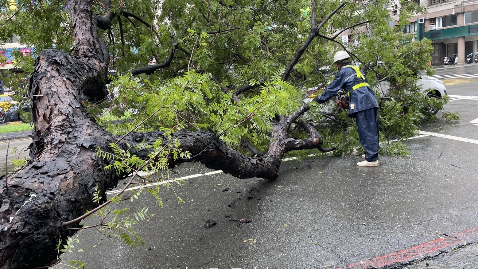 豪雨釀道路下陷、路樹倒伏、老屋受損 高市工務團隊全力搶修排危、守護市民安全