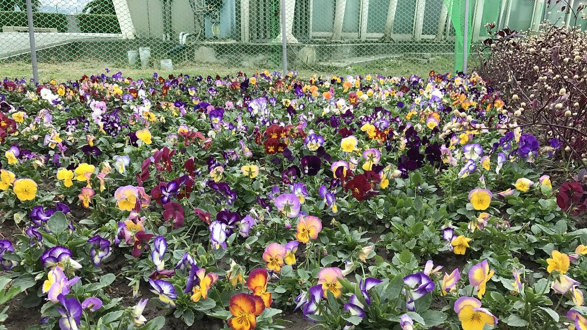 八里花毯百花齊放 花開富貴迎迎元宵 八里花毯百花齊放 花開富貴迎迎元宵