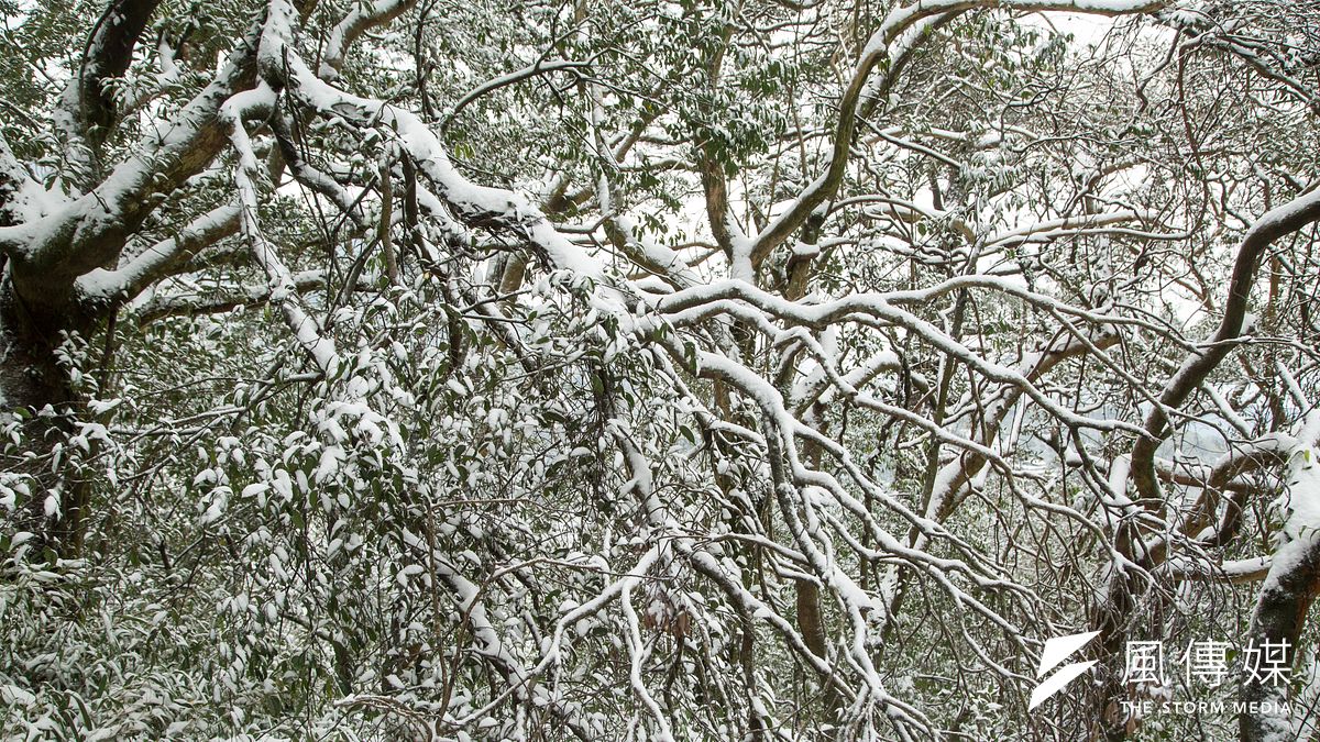 霸王寒流來襲24日凌晨陽明山國家公園罕見的降下大雪。(顏麟宇攝) 霸王寒流來襲24日凌晨陽明山國家公園罕見的降下大雪。(顏麟宇攝)