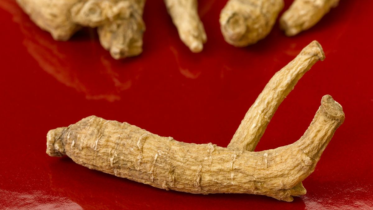 威斯康辛州花旗蔘不僅功效成份「人蔘皂苷」含量多,且選擇經「美國威斯康辛州花旗蔘農業總會」標章認證。(圖/威州花旗參提供) 威斯康辛州花旗蔘不僅功效成份「人蔘皂苷」含量多,且選擇經「美國威斯康辛州花旗蔘農業總會」標章認證。(圖/威州花旗參提供)