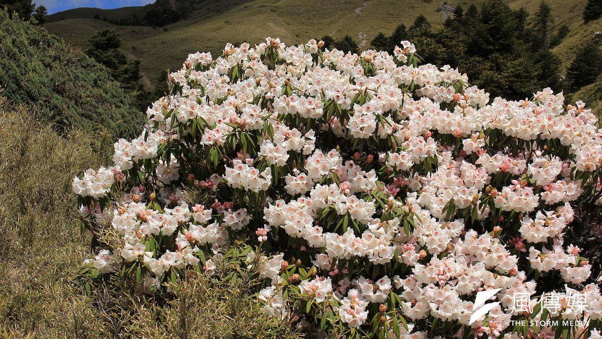 合歡山高山杜鵑每年綻放都引來不少遊客登頂賞花。(圖/網友Peter提供) 合歡山高山杜鵑每年綻放都引來不少遊客登頂賞花。(圖/網友Peter提供)