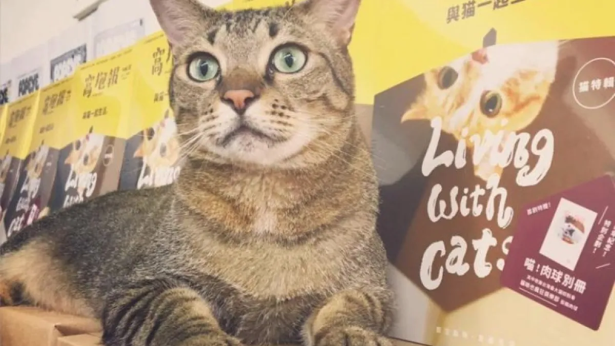 除了認養代替購買,多了解動物的處境也是關懷牠們的重要方式。(圖/窩窩提供)