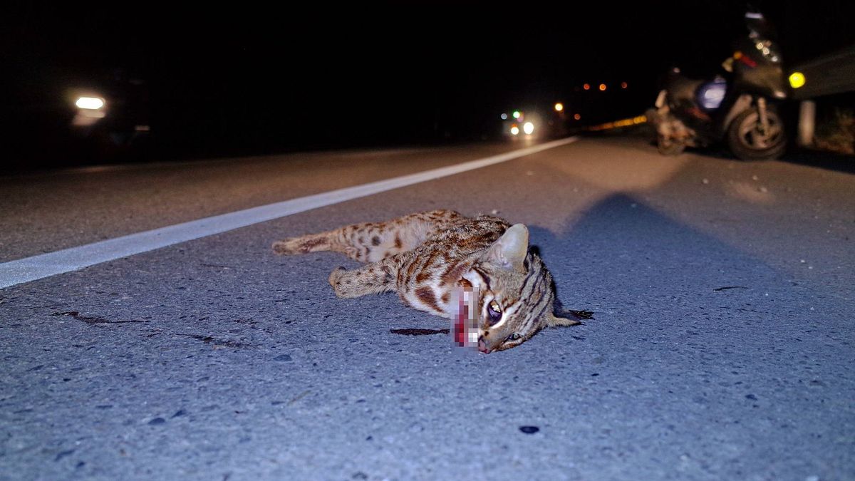 2017年首起! 苗栗瀕臨絕種石虎遭路殺 2017年首起! 苗栗瀕臨絕種石虎遭路殺
