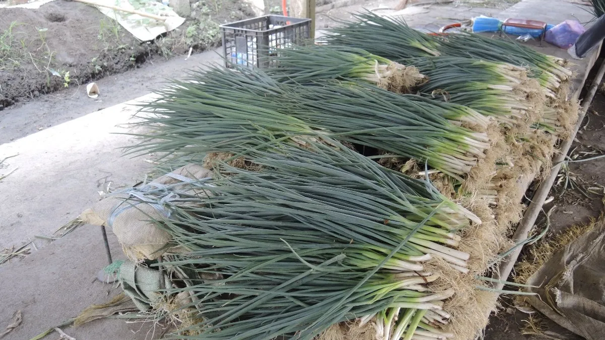 深怕泰利豪大雨危害 溪州蔥農忙採收整裝出貨
