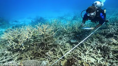 澳洲大堡礁珊瑚大量白化(AP)