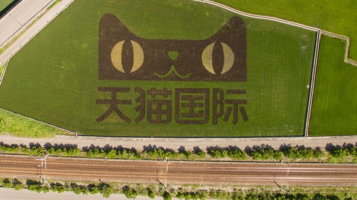 玉里稻田種出「天貓國際」。(多維提供) 玉里稻田種出「天貓國際」。(多維提供)