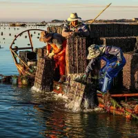 Xinhua Silk Road: E China's Rongcheng busy with mid-summer abalone farming Xinhua Silk Road: E China's Rongcheng busy with mid-summer abalone farming