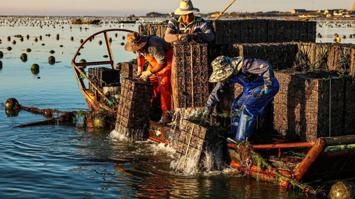Xinhua Silk Road: E China's Rongcheng busy with mid-summer abalone farming