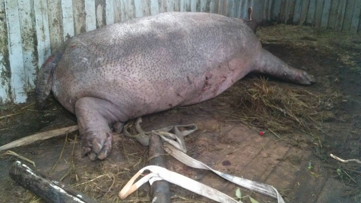 河馬阿河不幸慘死,立法院23日三讀通動物保護法修正案,針對虐待動物提高罰則。(台中市政府農業局提供) 河馬阿河不幸慘死,立法院23日三讀通動物保護法修正案,針對虐待動物提高罰則。(台中市政府農業局提供)