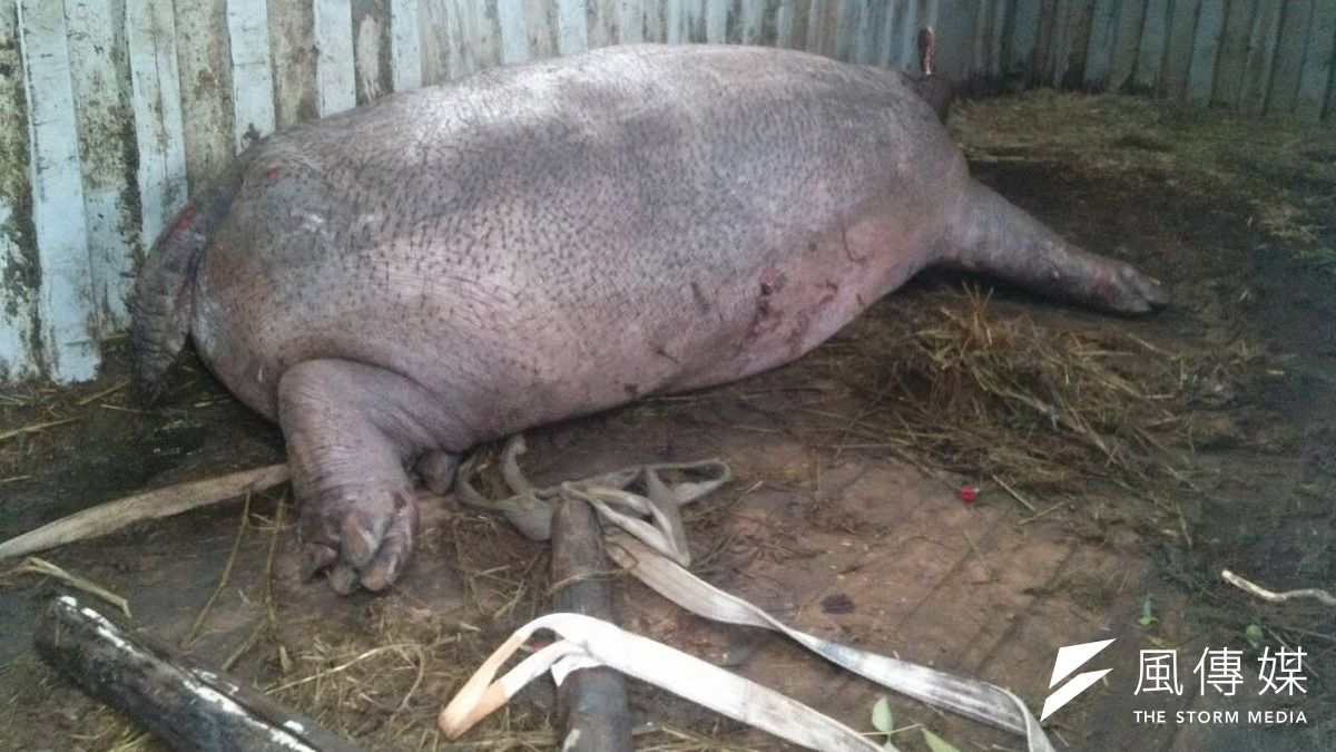 河馬阿河不幸慘死,立法院23日三讀通動物保護法修正案,針對虐待動物提高罰則。(台中市政府農業局提供) 河馬阿河不幸慘死,立法院23日三讀通動物保護法修正案,針對虐待動物提高罰則。(台中市政府農業局提供)