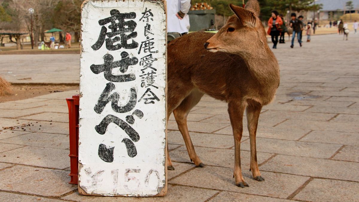 在鹿仙貝攤位附近徘徊的小鹿。(圖/陳怡秀攝|想想論壇提供) 在鹿仙貝攤位附近徘徊的小鹿。(圖/陳怡秀攝|想想論壇提供)