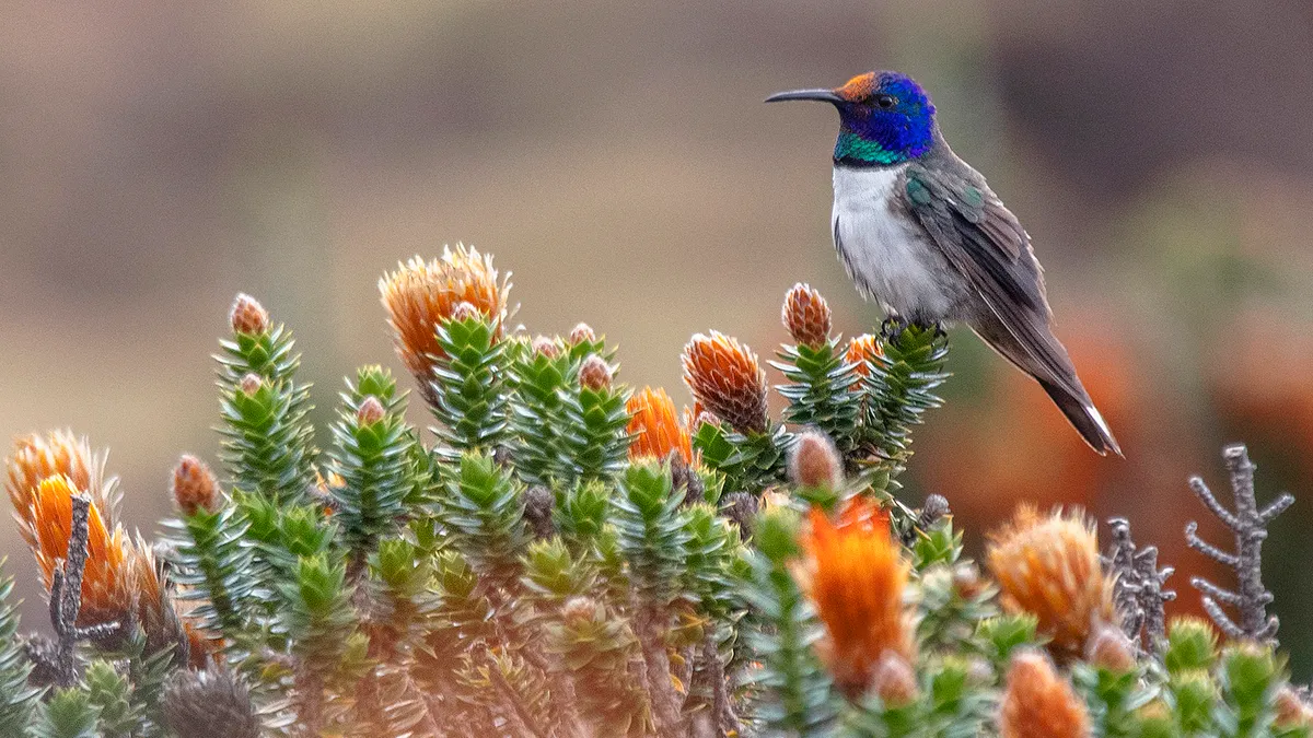 許多人有「恐音症」(misophonia),字面意思是「憎惡聲音」。(AP)