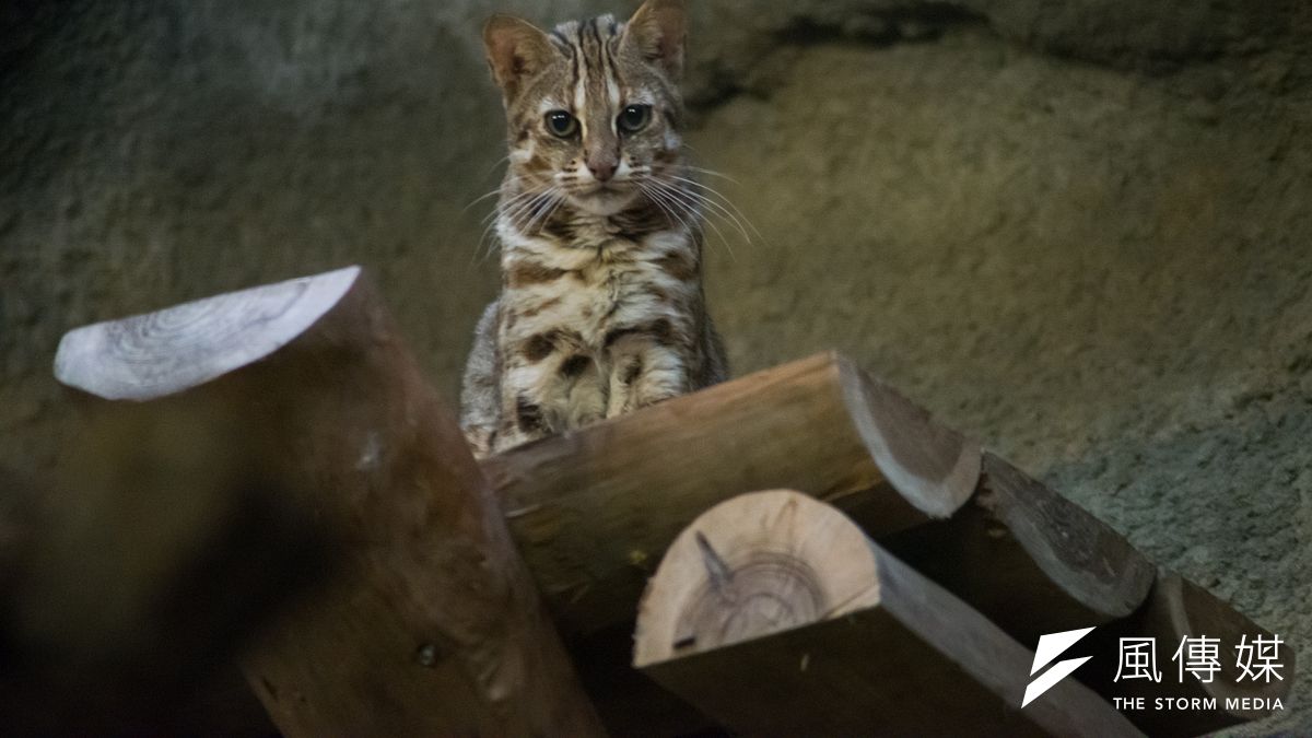 另外也有一群關心石虎的人,則是以集資購買保育棲地的方式希望為石虎和野生動物留下安定的家園,這個理想在土地昂貴的臺灣的確並不容易。圖為台北市立動物園中的石虎。(資料照,甘岱民攝) 另外也有一群關心石虎的人,則是以集資購買保育棲地的方式希望為石虎和野生動物留下安定的家園,這個理想在土地昂貴的臺灣的確並不容易。圖為台北市立動物園中的石虎。(資料照,甘岱民攝)