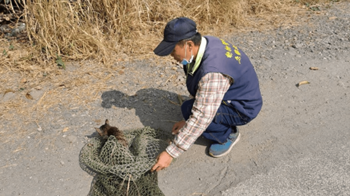 高雄市動物保護處接獲通報後立刻指派人員趕抵現場,工作人員首先仔細觀察地形,再運用相關輔助工具,最終順利讓貓隻脫困。(圖/高雄市政府農業局提供) 高雄市動物保護處接獲通報後立刻指派人員趕抵現場,工作人員首先仔細觀察地形,再運用相關輔助工具,最終順利讓貓隻脫困。(圖/高雄市政府農業局提供)