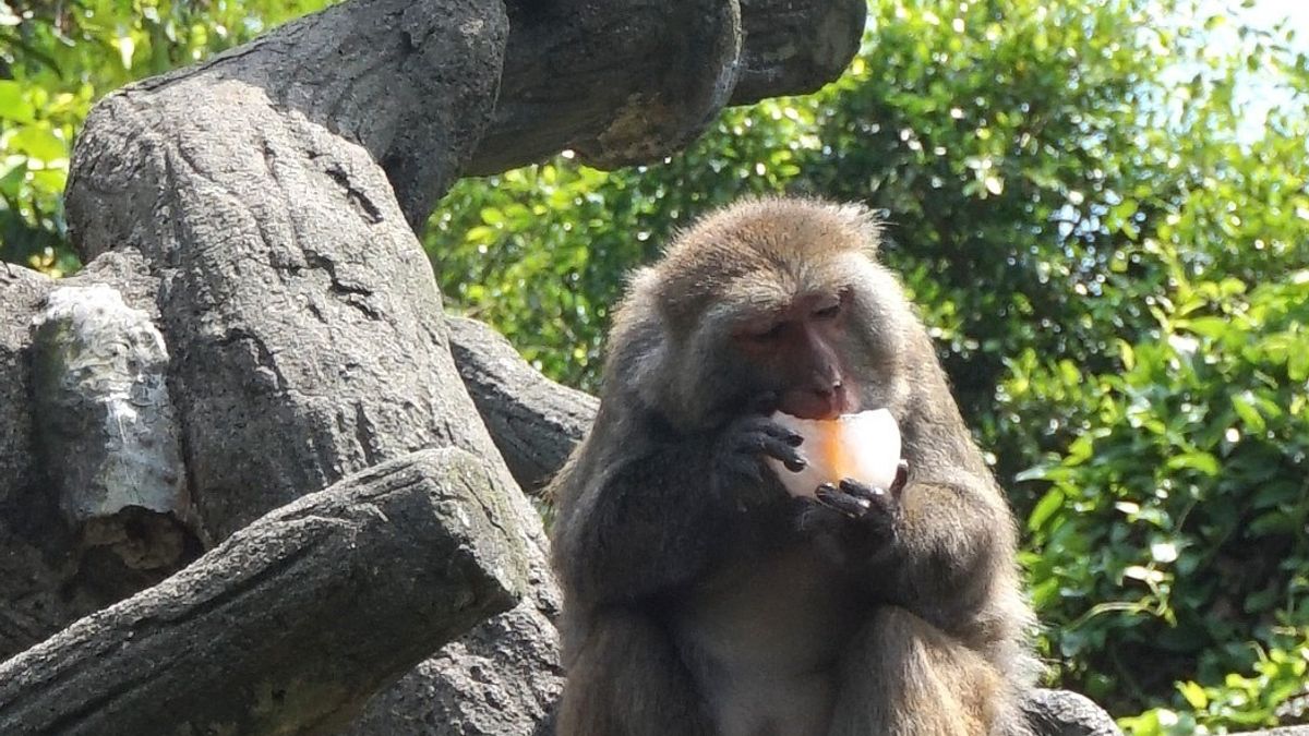 夏天熱爆了 台灣獼猴大啖「水果冰」消暑 夏天熱爆了 台灣獼猴大啖「水果冰」消暑