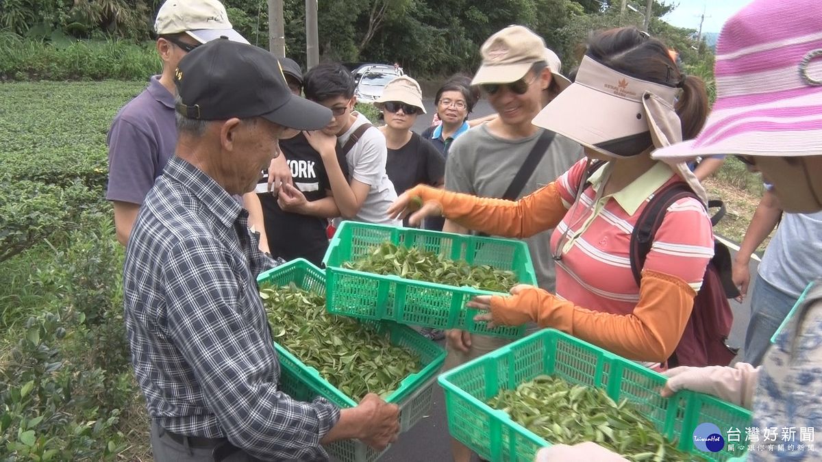 深坑四寶文化節7/22登場 採茶體驗提前暖場 深坑四寶文化節7/22登場 採茶體驗提前暖場