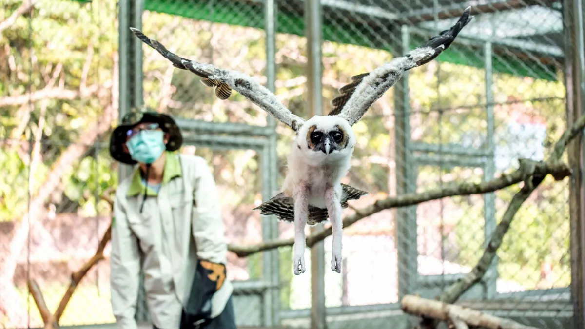 台北市立動物園的褐林鴞「雪寶」,出生至今已滿2個月,每日接受保育員的例行性訓練。(台北市立動物園提供)