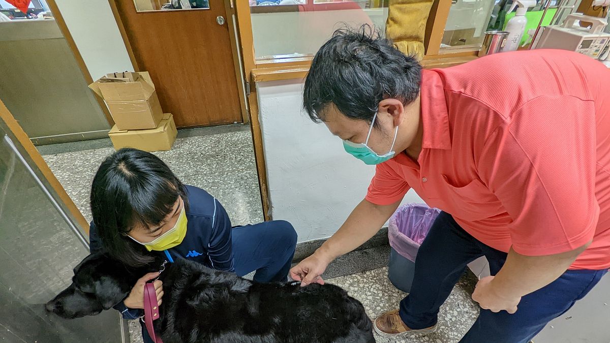 新北市動保處獸醫師呂信璋(右)克服自身的身心障礙,以專業的醫療技能,為收容的毛寶貝提供全方位醫療服務。(圖/新北市動保處提供) 新北市動保處獸醫師呂信璋(右)克服自身的身心障礙,以專業的醫療技能,為收容的毛寶貝提供全方位醫療服務。(圖/新北市動保處提供)