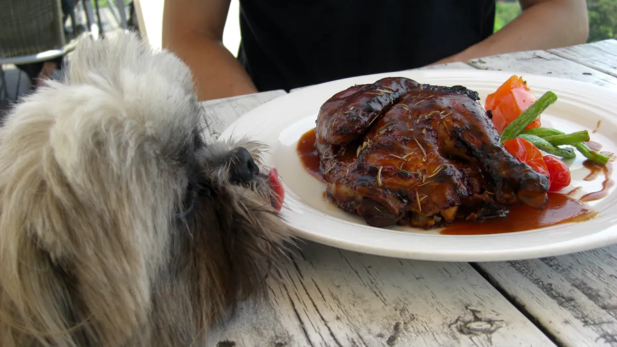 西施犬呼呼:「(舔)…噢~好想吃!我感覺舔到肉肉的香氣了…」(圖/星米花)