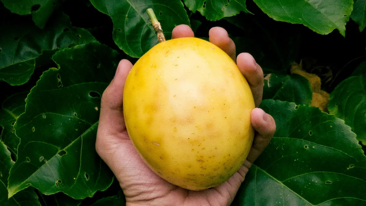 黃金果外觀金黃、果肉半透明,口感介於果凍與軟柿之間,因此常被形容為「水果界的燕窩」或「黃金蒟蒻」。曾有營養師指出,一顆約 112 公克的黃金果含 1.2 公克膳食纖維,與半碗煮熟高麗菜相近,而整顆熱量只有 49 卡,是減重族群常選擇的低熱量水果。(圖/取自pexels) 黃金果外觀金黃、果肉半透明,口感介於果凍與軟柿之間,因此常被形容為「水果界的燕窩」或「黃金蒟蒻」。曾有營養師指出,一顆約 112 公克的黃金果含 1.2 公克膳食纖維,與半碗煮熟高麗菜相近,而整顆熱量只有 49 卡,是減重族群常選擇的低熱量水果。(圖/取自pexels)