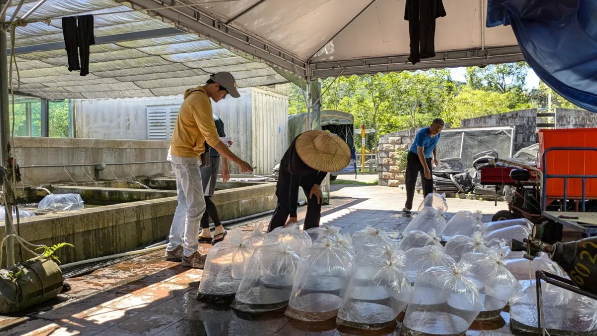 花蓮縣水產培育辦理114年度淡水魚苗配售作業,自3月1日起至3月31日止開放受理。(圖/花蓮縣政府提供)
